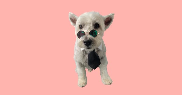 Haircut / Baths - A few examples of different haircuts