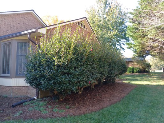 Trimming - Before & After pictures