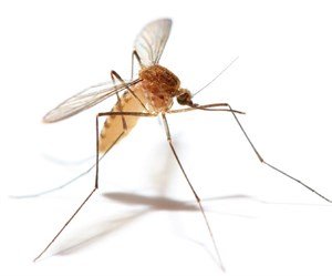 Mosquito Control - Are mosquitos driving you crazy? We get it! Give us a call today and we can make sure to take care of them around your home or business. Wherever you need it. Mosquito Control - Are mosquitos driving you crazy? We get it! Give us a call today and we can make sure to take care of them around your home or business. Wherever you need it.