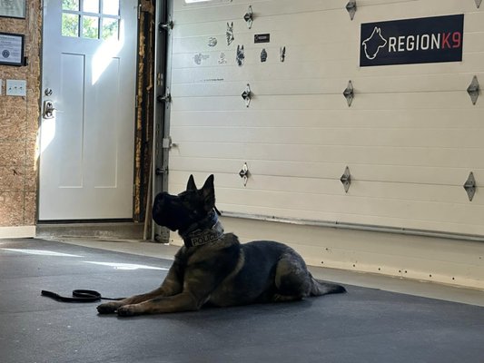 Police K9 Program - The Region K9 Obedience Training Program is an excellent choice for families with dogs of all ages. This training program helps puppies develop basic behavior and communication skills that they can use throughout their lives. Region K9 offers obedience programs tailored to each age and skill level, providing specialized lessons for each pup. Some programs focus on mastering fundamental commands, while others are more intensive courses that lead to mastering complex behaviors. Instructors are patient and dedicated to helping canines learn in a safe and positive environment.