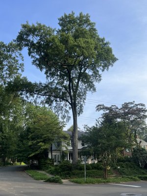 Historic Tree Removal - Removal of a decaying 26 DBH Willow Oak in a Charlotte Historic District. Tree has a big cavity about 30 feet from ground on opposite side of the lean and it has huge conks at the base in multiple areas. Severe root rot damage compromised the stability of the tree. This tree was in the middle of an old historic house and powerlines.