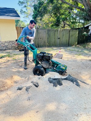 Stump Grinding - After a tree is cut down, it will usually leave an annoying stump behind. Tendero Tree Trimming can get rid of the stump for you, roots and all. Our stump grinding services will leave the stump flush with the ground so that it's out of sight and out of mind. We can also remove stumps by digging them out.
Request our stump grinding services today in Lakeland, FL. Stump Grinding - After a tree is cut down, it will usually leave an annoying stump behind. Tendero Tree Trimming can get rid of the stump for you, roots and all. Our stump grinding services will leave the stump flush with the ground so that it's out of sight and out of mind. We can also remove stumps by digging them out.
Request our stump grinding services today in Lakeland, FL.