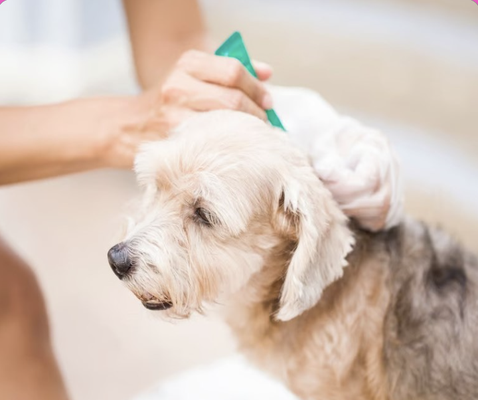 FLEA & TICK TREATMENT - At Doorstep Groomers, we provide professional flea and tick treatments in Miami, FL to keep your dog healthy, comfortable, and pest-free. Our mobile grooming team comes directly to your home, making it easy to protect your furry friend without the stress of a traditional grooming visit. We offer safe, effective treatments designed to eliminate current infestations and help prevent future ones, ensuring your pet stays happy, healthy, and itch-free. FLEA & TICK TREATMENT - At Doorstep Groomers, we provide professional flea and tick treatments in Miami, FL to keep your dog healthy, comfortable, and pest-free. Our mobile grooming team comes directly to your home, making it easy to protect your furry friend without the stress of a traditional grooming visit. We offer safe, effective treatments designed to eliminate current infestations and help prevent future ones, ensuring your pet stays happy, healthy, and itch-free.