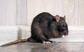 ROOF RATS, RODENTS, PESTS and WEEDS Removed - Mice: They seek food and shelter and prefer to nest in areas that are dark and secluded. They use materials such as fabrics, papers, packaging materials, insulation and cotton to make their nests. They are curios creatures and can gain access to structures through 1/4″ openings. They carry diseases such as; Salmonella, Plague, typhus, Polio, Tapeworm, Jaundice and others.
Rats: They are shy creatures and are very cautious. They will feed on practically anything, but prefer fruits, nuts, berries, meat and cereals. They can gnaw through material such as furniture and electrical wire which can create fire hazards. They are a hazard to humans because their bite can cause disease and ROOF RATS, RODENTS, PESTS and WEEDS Removed - Mice: They seek food and shelter and prefer to nest in areas that are dark and secluded. They use materials such as fabrics, papers, packaging materials, insulation and cotton to make their nests. They are curios creatures and can gain access to structures through 1/4″ openings. They carry diseases such as; Salmonella, Plague, typhus, Polio, Tapeworm, Jaundice and others.
Rats: They are shy creatures and are very cautious. They will feed on practically anything, but prefer fruits, nuts, berries, meat and cereals. They can gnaw through material such as furniture and electrical wire which can create fire hazards. They are a hazard to humans because their bite can cause disease and
