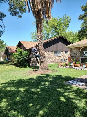 Dead palm tree removal - Dead palm tree removal and stump grinding