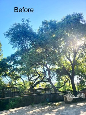 tree trim and thin - Time for spring cleaning. Our crew trimmed and thinned these trees for view clearance.