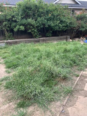 Foot Tall Grass Mowing Service - This grass was a foot tall. It was extremely overgrown and was in very bad shape. It took a long time to mow but the end result was very nice. Even though the lawn is not in the best state, it looks much better. Foot Tall Grass Mowing Service - This grass was a foot tall. It was extremely overgrown and was in very bad shape. It took a long time to mow but the end result was very nice. Even though the lawn is not in the best state, it looks much better.