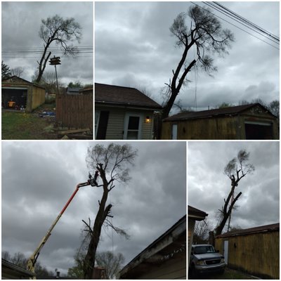 emergency removal in Franklin Ohio - very dangerous and rotting tree one lead had busted out over a shed the rest of tree had to be brought down immediately had to bring in a lift because the tree was too dangerous to put a climber in