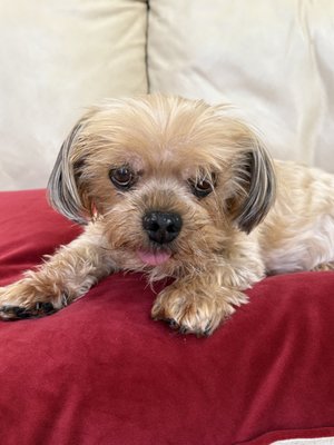 Animal Communication Readings - This session is a great way to understand behavior or temperament issues and help everyone navigate family life together. Pet need not be present and can be living or across the Rainbow Bridge Animal Communication Readings - This session is a great way to understand behavior or temperament issues and help everyone navigate family life together. Pet need not be present and can be living or across the Rainbow Bridge