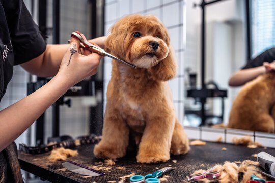 Full-service Dog Grooming - Offering a calm, comfort-focused experience using natural products—further supporting the health and well-being of pets in the community. (Dog grooming only.) Full-service Dog Grooming - Offering a calm, comfort-focused experience using natural products—further supporting the health and well-being of pets in the community. (Dog grooming only.)