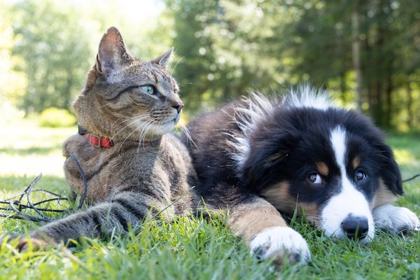 Find Peace of Mind With Our Trusted Pet Transport Services - Providing ground and flight nanny transport services across the US and Canada Find Peace of Mind With Our Trusted Pet Transport Services - Providing ground and flight nanny transport services across the US and Canada