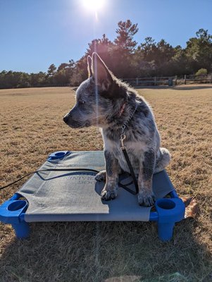 Puppy Training - Dog Training Elite has developed a highly successful and unique positive puppy training program that empowers dog owners and their canines to work together, creating strong bonds and sustained obedience.