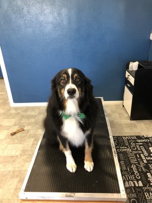 Medium Dog - All services include bathing, drying, ear cleaning, nail trimming, anal gland expression(ad needed) and haircut if requested. Medium Dog - All services include bathing, drying, ear cleaning, nail trimming, anal gland expression(ad needed) and haircut if requested.