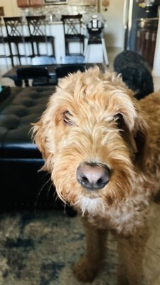 Pet Drop-In - Drop in services:

Feeding
Watering
Playtime
Exercise
Medication administration
Litter box maintenance
Yard cleanup
Package/mail retrieval
Security checks (locked doors, gates, etc)
Pet Updates
Plant watering
