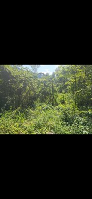 Beginning a 3 acre slope clearing in Gerton, NC - removing over 40 trees and brush on the side of the slope.
Creating a view of the mountains for the home owner.