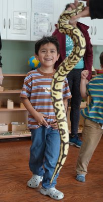 Reptiles at School! - At Whiting Woods Montessori, our classroom transformed into a fascinating world of scales, tails, textures, and discovery as we welcomed a reptile presentation to our school! 

The children had the opportunity to meet a variety of reptiles up close while learning about their habitats, diets, adaptations, movement, and unique characteristics.

Throughout the presentation, the children practiced careful observation, respectful listening, patience, and gentle interactions with living creatures. 

Many children were eager to share their prior knowledge, ask thoughtful questions, and compare the different animals we encountered. 

We discussed how reptiles use camouflage, how some shed their skin, why certain reptiles prefer warm environments, and how each animal plays an important role in the ecosystem.

One of the most meaningful parts of the experience was watching the children move through a variety of emotions — excitement, curiosity, caution, bravery, empathy, and wonder. 

Some children immediately wanted to touch every reptile, while others preferred to observe from a comfortable distance before slowly building the confidence to participate. 

In true Montessori fashion, each child was able to engage in a way that felt respectful to their individual comfort level and learning style.

Experiences like these provide so much more than entertainment. 

Hands-on encounters with nature and animals help children build confidence, develop respect for living things, expand vocabulary, strengthen concentration, and deepen their understanding of the natural world. 

The presentation also sparked rich conversations throughout the rest of the day as children revisited what they learned through storytelling, pretend play, artwork, reading, and discussion with peers.

At Whiting Woods Montessori, we deeply value creating opportunities for children to connect with the world around them through real experiences. 

Whether we are exploring nature outdoors, observing insects in the garden, planting seeds, caring for our environment, or meeting fascinating reptiles, these moments help nurture curiosity, compassion, and a lifelong love of learning.

We are so grateful to have been able to offer this memorable experience to our students and loved watching their confidence and excitement grow throughout the presentation!