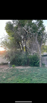 Tree removal - The customer had 5 large intrusive trees over hanging their fence, neighbors yard, and house. After the trees were taken down we were called to finish the job. We were able to completely remove all debris in a timely and safe manner! Tree removal - The customer had 5 large intrusive trees over hanging their fence, neighbors yard, and house. After the trees were taken down we were called to finish the job. We were able to completely remove all debris in a timely and safe manner!
