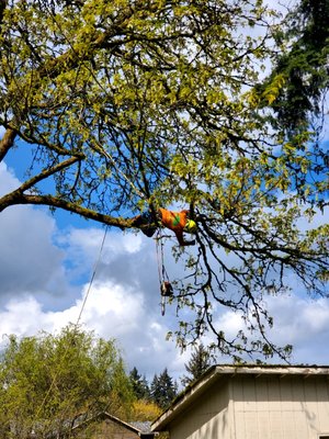 Tree Removal Specialists - Sky Tree Service. serves as a leading Tree Service in the Kirkland,Bellevue,Redmond,Mercer Island area etc.... We’re a team of fully-certified professionals who tackle everything from complex large projects to smaller scale jobs. Fueled by our commitment to excellence, we go the extra mile to make sure clients are completely satisfied with our work. Call us today to schedule a consultation. Tree Removal Specialists - Sky Tree Service. serves as a leading Tree Service in the Kirkland,Bellevue,Redmond,Mercer Island area etc.... We’re a team of fully-certified professionals who tackle everything from complex large projects to smaller scale jobs. Fueled by our commitment to excellence, we go the extra mile to make sure clients are completely satisfied with our work. Call us today to schedule a consultation.