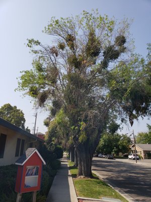 Got Mistletoe - We can save your tree! Ask us about mistletoe abatement!