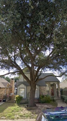 ALVARADO TREE TRIMMING CARE Updated March 2026 114 Photos 78 L