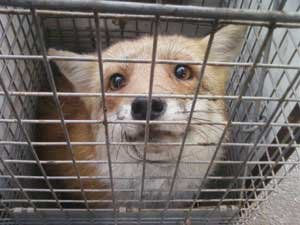Let us bring peace and safety back into your home again. - Providing efficient, humane capture and removal of destructive, dangerous, or diseased animals.