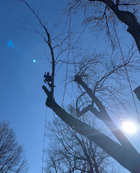 Tree Removal can be a Prob-Limb ... but not when you Leaf it to us! - Our company pays special attention to the details of all Tree Services to ensure the complete satisfaction of each client. Our goal is to enhance the exterior of your home, raise your property value, and beautify your whole neighborhood. Tree Removal can be a Prob-Limb ... but not when you Leaf it to us! - Our company pays special attention to the details of all Tree Services to ensure the complete satisfaction of each client. Our goal is to enhance the exterior of your home, raise your property value, and beautify your whole neighborhood.