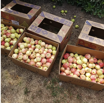 Apples at Sherman Valley Farm - Sherman Valley Farm proudly offers delicious, locally grown apples picked fresh from our Pennsylvania orchards. Our apples are nurtured using sustainable growing practices, ensuring superior taste, crisp texture, and farm-to-table freshness. Golden Delicious
Honeycrisp
Gala
Fuji
Jonathan
McIntosh
Winesap
Red Rubin
Granny Smith Apples at Sherman Valley Farm - Sherman Valley Farm proudly offers delicious, locally grown apples picked fresh from our Pennsylvania orchards. Our apples are nurtured using sustainable growing practices, ensuring superior taste, crisp texture, and farm-to-table freshness. Golden Delicious
Honeycrisp
Gala
Fuji
Jonathan
McIntosh
Winesap
Red Rubin
Granny Smith