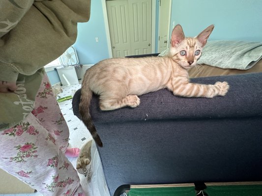 Bengal Kittens available - We have two male Snow Lynx Bengal kittens looking for their Furr-Ever Home Bengal Kittens available - We have two male Snow Lynx Bengal kittens looking for their Furr-Ever Home