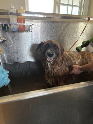 Grooming - Some of the precious pups we have had the pleasure of working with Grooming - Some of the precious pups we have had the pleasure of working with