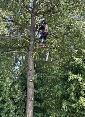 Tree Services - With 22 years of experience, tree services, snow removal and landscaping . We elevate landscapes by transforming trees into beautiful, healthy features. Free Estimates Trust us for all your tree care needs. Visit us today! Tree Services - With 22 years of experience, tree services, snow removal and landscaping . We elevate landscapes by transforming trees into beautiful, healthy features. Free Estimates Trust us for all your tree care needs. Visit us today!
