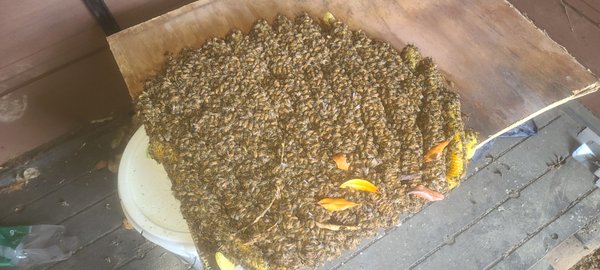 Beehive Removal - Safely and efficiently removed active bee hives from residential and commercial properties, prioritizing both occupant safety and bee preservation. Utilized humane, eco-friendly methods to relocate bees whenever possible, minimizing structural damage and restoring affected areas to their original condition. Experienced in managing a variety of hive sizes and locations, with a strong focus on customer communication and preventative recommendations.