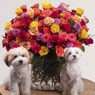 Roses Collection - Timeless Roses, Thoughtfully Designed. Discover the elegance of our Rose Collection where every stem tells a story. From classic red to soft blush, golden yellow to unique specialty hues, our roses are hand-selected for their beauty, freshness, and meaning. Whether you're celebrating love, saying thank you, or simply brightening someone’s day, our rose arrangements are a timeless choice. Available in lush bouquets, romantic vases, and modern designs that suit any style. Explore our Rose Collection today. Roses Collection - Timeless Roses, Thoughtfully Designed. Discover the elegance of our Rose Collection where every stem tells a story. From classic red to soft blush, golden yellow to unique specialty hues, our roses are hand-selected for their beauty, freshness, and meaning. Whether you're celebrating love, saying thank you, or simply brightening someone’s day, our rose arrangements are a timeless choice. Available in lush bouquets, romantic vases, and modern designs that suit any style. Explore our Rose Collection today.