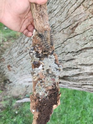 spongy moth remediation - this spongy moth infestation resulted in four neighboring property's needing caterpillar removal and arbor injections. spongy moth remediation - this spongy moth infestation resulted in four neighboring property's needing caterpillar removal and arbor injections.