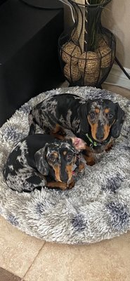 Accepting New Dog Clients - 10 Pounds and under - I will take great care of your pet as if it's my own. Accepting New Dog Clients - 10 Pounds and under - I will take great care of your pet as if it's my own.