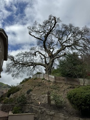 Giant oak removal on hillside - Removing a giant oak tree from a hillside property in San Ramon required exceptional skill and experience. Our team safely rigged and lowered large trunks and branches, ensuring no damage to the house or deck below. Upon completion, our customer expressed immense satisfaction and gratitude for our services.