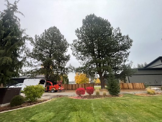 Two large Ponderosa pine removals in Coeur d’Alene Idaho  - They called us to remove two large Ponderosa pines and Coeur d’Alene Idaho. The trees were in very close proximity to the fence and another house. Everything went according to plan and the client was very pleased with our work. Everyone here at Blake’s Tree Service was grateful for the business and happy to serve another local member of our community. Two large Ponderosa pine removals in Coeur d’Alene Idaho  - They called us to remove two large Ponderosa pines and Coeur d’Alene Idaho. The trees were in very close proximity to the fence and another house. Everything went according to plan and the client was very pleased with our work. Everyone here at Blake’s Tree Service was grateful for the business and happy to serve another local member of our community.