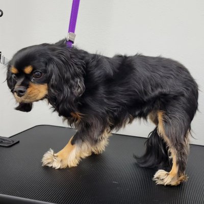 Cavalier King Charles - Copper was due for a groom. He got his nails trimmed, had a good bath, was blow-dried, brushed out, and had his fur trimmed to his owner-requested style. Copper and his mom both were pleased with the results!