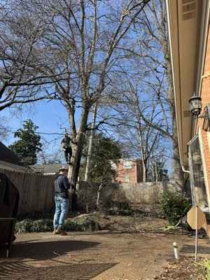 Hanging Limb Over Roof - We were able to safely remove a hanging limb over a roof and between a between a fence. Hanging Limb Over Roof - We were able to safely remove a hanging limb over a roof and between a between a fence.
