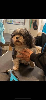 Full Groom - Mendez enjoyed his oatmeal bath and full groomed! He was giving kisses the whole time! Full Groom - Mendez enjoyed his oatmeal bath and full groomed! He was giving kisses the whole time!
