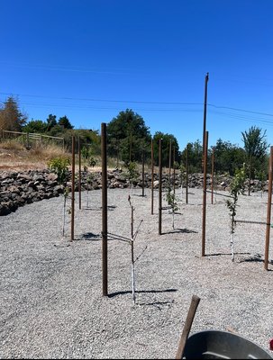 Tree staking - When trees are planted they often need stakes to hold them upright until they mature. These fruit trees were also painted at the bottom to prevent the tree from getting sunburnt. White paint can also be used to protect exposed tree trunks in cases where the bark has been damaged, this method protects the fragile trunk against insects, pests and further damage until the bark has recovered. These trees were also planted by us. Tree staking - When trees are planted they often need stakes to hold them upright until they mature. These fruit trees were also painted at the bottom to prevent the tree from getting sunburnt. White paint can also be used to protect exposed tree trunks in cases where the bark has been damaged, this method protects the fragile trunk against insects, pests and further damage until the bark has recovered. These trees were also planted by us.