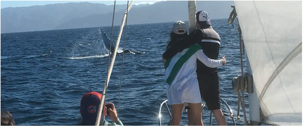 Don't forget about the marine life - We see all of the seas majestic animals over the course of our trips