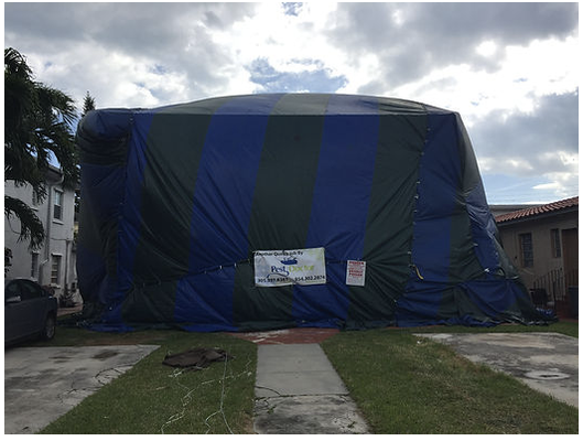 $200 off Termite Fumigation Contract - WELCOME To Pest Doctor, A Miami based full service pest control Company Servicing South Florida
Pest Doctor services include General House hold pest control, Lawn and Ornamental Pest Control, With Fertilization to give you a rich green pest free landscape. Our Termite Division will get rid of any termite problem, offing tenting or tent less spot treatment as well as subterranean termites services. We also offer written termite inspection for a home loans or any other purpose. Adding square footage to your home county inspectors will require a pre-soil termite treatment. Pest Doctor will give you all the right service and documents to pass inspection.
We are not just the best at getting rid of roaches, rat, spiders, and all other insects and rodents. We are your full service specialize pest control company that stop all creatures from invading your domain, with our professional team of trained and certified pest control specialists. We are certified by the State of Florida - Department of Agriculture and Consumer Services and the Bureau of Entomology and Pest Control. Pest Doctor is also an active member of the Certified Pest Control Operators Association of Florida (CPCO). $200 off Termite Fumigation Contract - WELCOME To Pest Doctor, A Miami based full service pest control Company Servicing South Florida
Pest Doctor services include General House hold pest control, Lawn and Ornamental Pest Control, With Fertilization to give you a rich green pest free landscape. Our Termite Division will get rid of any termite problem, offing tenting or tent less spot treatment as well as subterranean termites services. We also offer written termite inspection for a home loans or any other purpose. Adding square footage to your home county inspectors will require a pre-soil termite treatment. Pest Doctor will give you all the right service and documents to pass inspection.
We are not just the best at getting rid of roaches, rat, spiders, and all other insects and rodents. We are your full service specialize pest control company that stop all creatures from invading your domain, with our professional team of trained and certified pest control specialists. We are certified by the State of Florida - Department of Agriculture and Consumer Services and the Bureau of Entomology and Pest Control. Pest Doctor is also an active member of the Certified Pest Control Operators Association of Florida (CPCO).