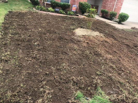 Sod replacement - Sod installing