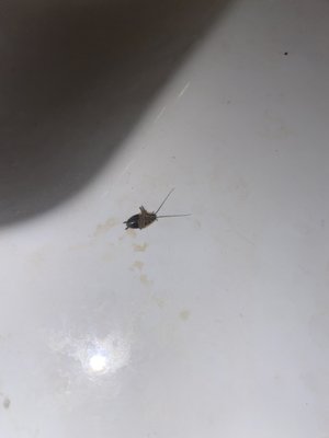 Insect Infestation elimination - Insects can invade your home and make you feel uncomfortable. We have 30 plus years experience removing insect infestations from homes and businesses. Please give us a call if you have an insect problem that maybe an infestation or just starting one.
