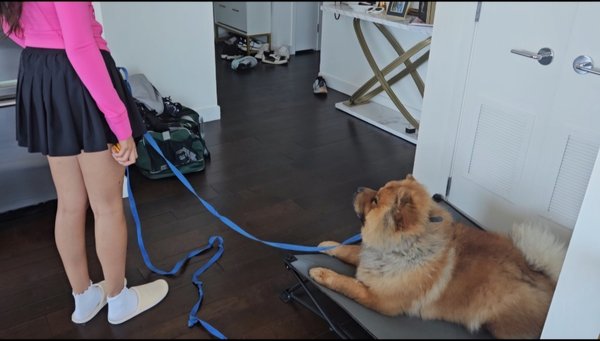 Oogie People and Dog Reactivity - Chow Chows are very serious dogs we don't recommend for the average dog owner. Oogie had acute threshold reactivity where he would bite anyone near him if the doorbell rang. He was also reactive to other dogs and lacked social skills. He had received training prior to us from two other trainers. One of these trainers was overzealous with using punishment and potentially made him worse. While he had great obedience that his owners practiced daily, his biggest issue was his natural dominance and violent coping skills when he felt overstimulated. Oogie People and Dog Reactivity - Chow Chows are very serious dogs we don't recommend for the average dog owner. Oogie had acute threshold reactivity where he would bite anyone near him if the doorbell rang. He was also reactive to other dogs and lacked social skills. He had received training prior to us from two other trainers. One of these trainers was overzealous with using punishment and potentially made him worse. While he had great obedience that his owners practiced daily, his biggest issue was his natural dominance and violent coping skills when he felt overstimulated.