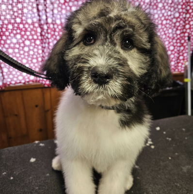 Recent Dog Groomings - Free Consultations Recent Dog Groomings - Free Consultations