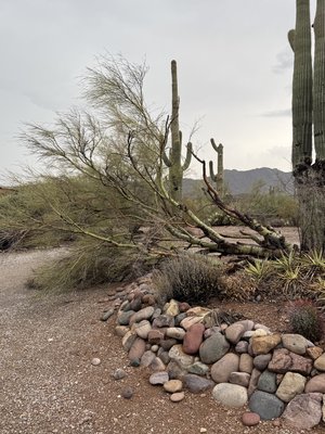 Monsoon Storm Palo Verde Project - Monsoon season can be brutal and it’s been forecasted that there’s more to come. Don’t let a fallen tree keep you from doing what you need to do give us a call or shoot us a text we’ll book you in as soon as possible and get it removed for you. 5205615991 Monsoon Storm Palo Verde Project - Monsoon season can be brutal and it’s been forecasted that there’s more to come. Don’t let a fallen tree keep you from doing what you need to do give us a call or shoot us a text we’ll book you in as soon as possible and get it removed for you. 5205615991