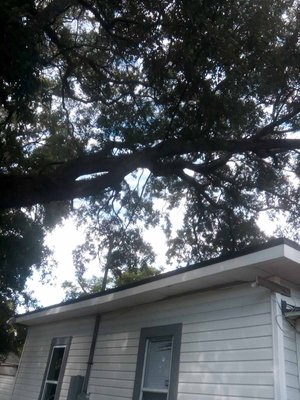 Tree trimming in 2025 - This job was done in June of 2025 owners was happy with the work Tree trimming in 2025 - This job was done in June of 2025 owners was happy with the work