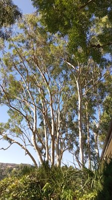 Eucalyptus Naturally thin and laced - Located on the edge of Annandale Golf Course Mr. S resort home offered a beautiful view and most relaxing atmosphere. Servicing this propert Eucalyptus Naturally thin and laced - Located on the edge of Annandale Golf Course Mr. S resort home offered a beautiful view and most relaxing atmosphere. Servicing this propert