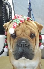 Bathe & Brush Grooms - This service includes Brush out, bathing, nail trim, ear cleaning, Sani Cut (Private areas), gland expression and shaving the pads. Bathe & Brush Grooms - This service includes Brush out, bathing, nail trim, ear cleaning, Sani Cut (Private areas), gland expression and shaving the pads.